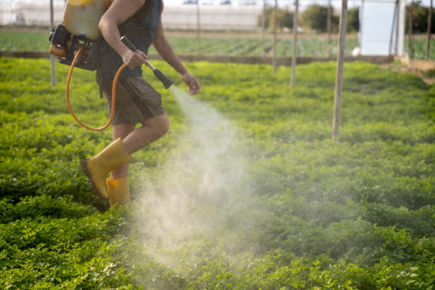 Best Termite Control Services  in Plum Grove, TX
