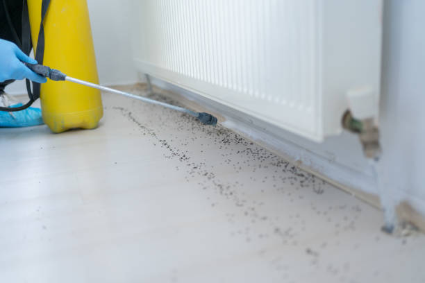 Best Pest Inspection Near Me  in Plum Grove, TX