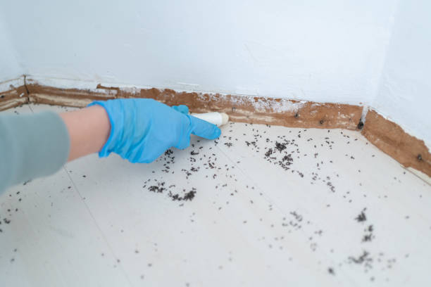 Best Emergency Pest Control  in Plum Grove, TX
